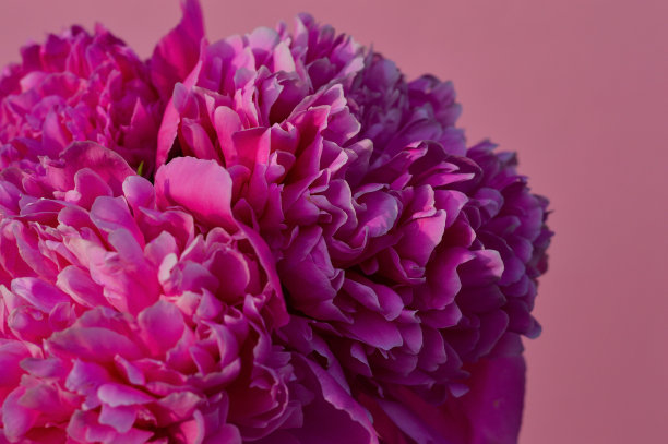 一束明亮的紫红色牡丹在粉红色的背景图片下载