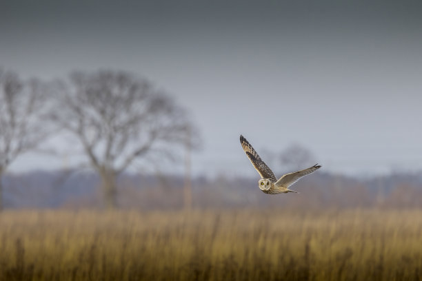 短耳猫头鹰在黄昏前的几个小时和黄昏时飞行，寻找田鼠，有时在俄亥俄州中部的冬季被称为田鼠。图片下载