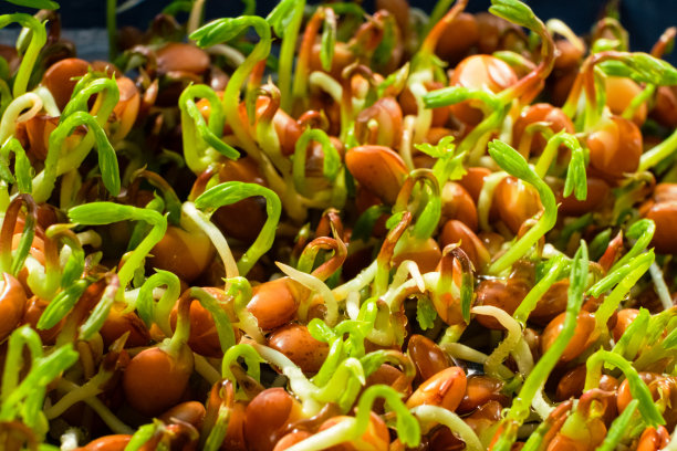 红扁豆从土壤中微绿生长。自家种植的小扁豆芽。图片下载