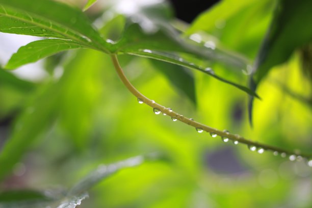 雨后木薯叶子上的水滴特写。自然的照片概念。图片下载