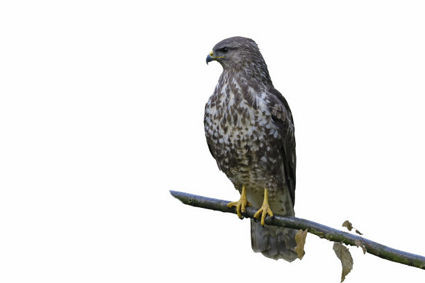 白底上的欧亚秃鹰图片下载