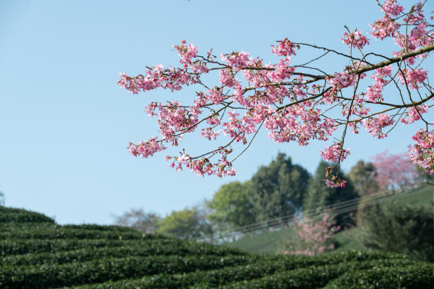粉红色的樱花在绿色的茶园图片下载