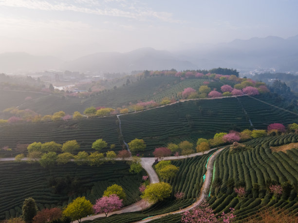 早上在绿茶园里种植的一排排樱桃树的鸟瞰图图片下载