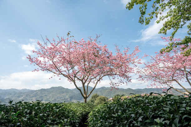 粉红色的樱花在绿色的茶园图片下载