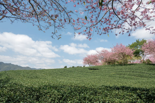 在绿茶园里种植的开花樱桃图片下载