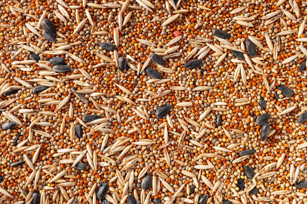 饲料混合葵花籽，水蚤，燕麦，大麻籽，金丝雀籽，针和部分野生植物。图片下载