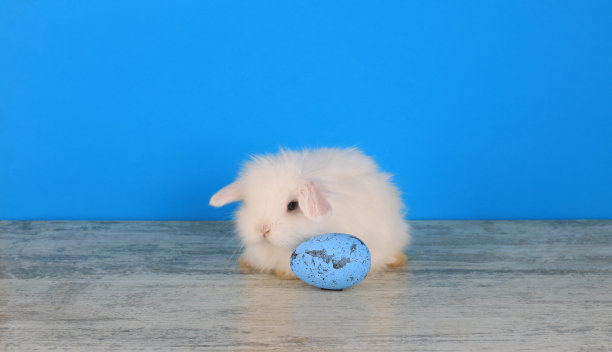 复活节，蓝色背景上的小白兔和蓝蛋图片下载