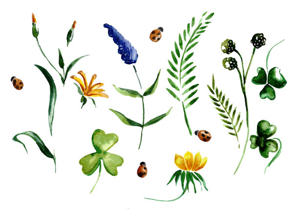 春季野花和草本植物的元素。图片下载