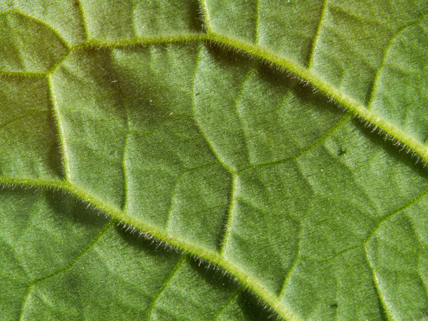 绿叶图案，自然背景图片下载