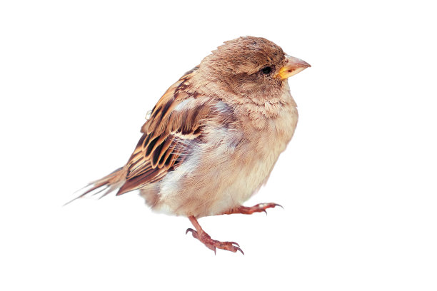 一只小麻雀，黄色的喙和皱褶的羽毛，孤立在白色背景上图片下载