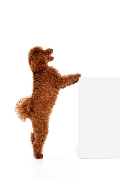 可爱的红棕色狮子狗摆姿势在白色的工作室背景。宠物看起来快乐、健康、整洁。动物护理、兽医、时尚、广告的概念图片下载