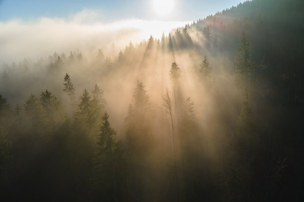 在明亮的日落时，在黑暗的松树上的雾蒙蒙的夜晚的鸟瞰图。黄昏时分野山林地的迷人景色图片下载