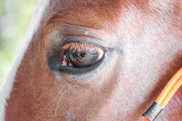 栗色马的眼睛和睫毛的特写。图片下载