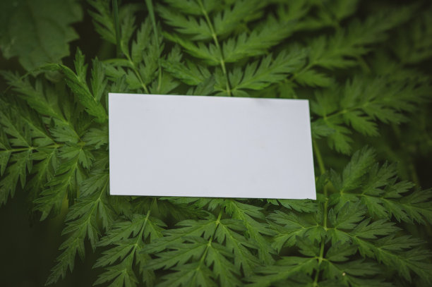 在绿色的叶子上模仿白色的空纸卡片图片下载