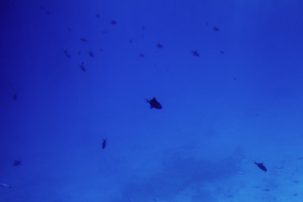 红海海底生物，鱼类和珊瑚，埃及图片下载