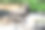 下午在笼子里休息的苏门答腊象的选择性焦点。图片下载
