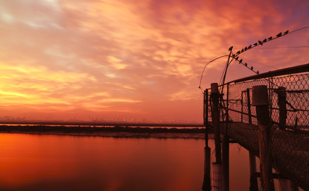 鸽子看日落图片下载