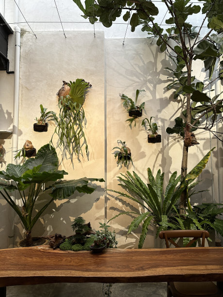 木制桌面与绿色植物咖啡馆环境背景图片下载