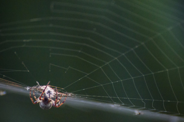 网上的蜘蛛图片下载