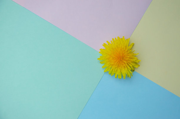 彩色背景与黄色花朵图片下载