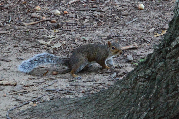 可爱的松鼠在美国被捕图片下载