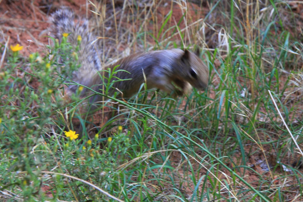 可爱的松鼠在美国被捕图片下载