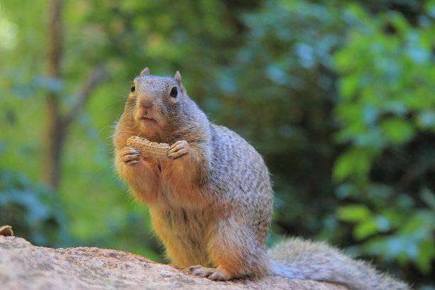 可爱的松鼠在美国被捕图片下载