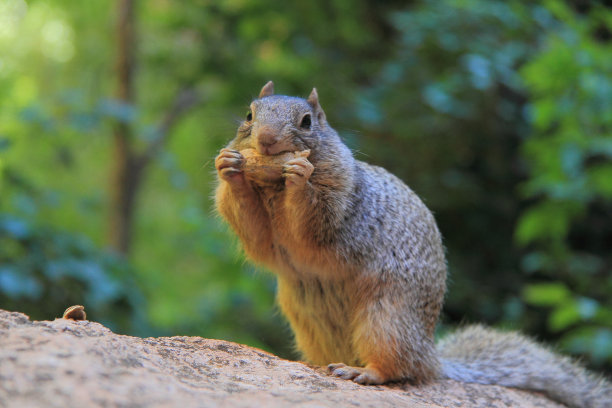 可爱的松鼠在美国被捕图片下载