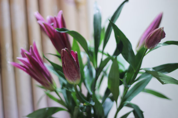 美丽的百合花，粉红色图片下载