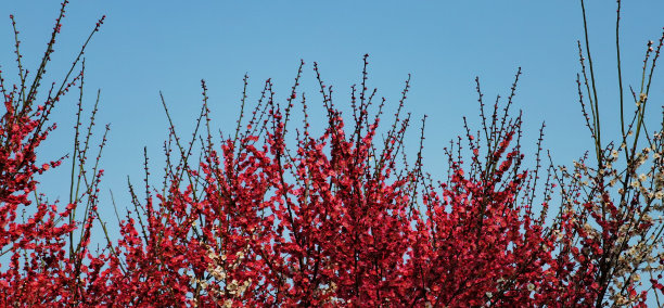 亮粉色的梅花图片下载