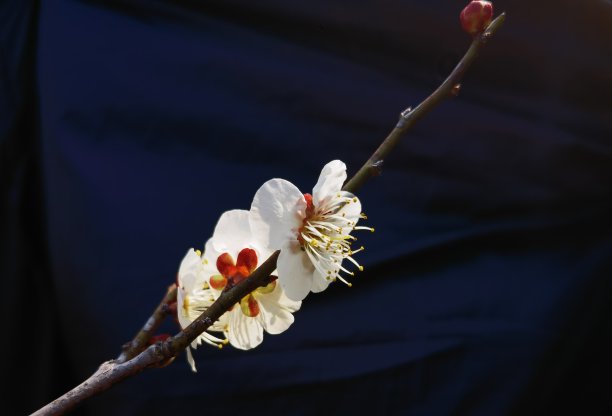 春天开花图片下载