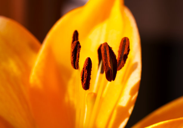 花的背景橙色百合花瓣与雄蕊接近的照片。宏观花卉纹理与复制空间图片下载
