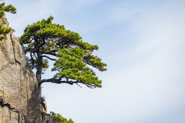 黄山自然风景区的松树图片下载