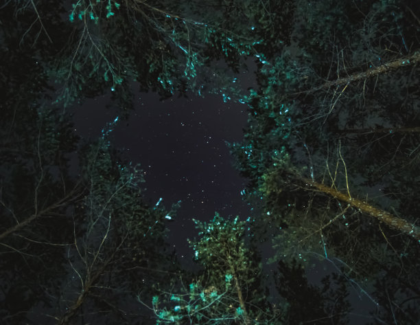 森林中的松树顶以夜空星空为背景，抽象为夜空的背景图片下载