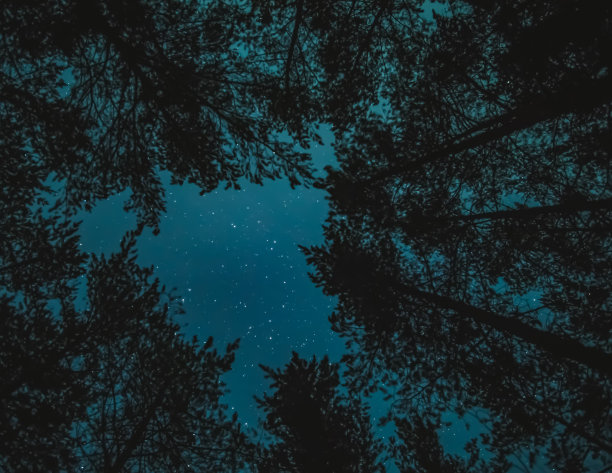 森林中的松树顶以夜空星空为背景，抽象为夜空的背景图片下载