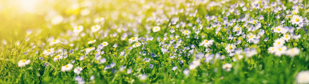 草坪全景，鲜花盛开，绿草如茵。图片下载