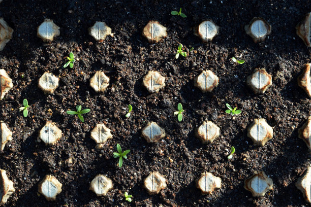 在蛋箱中生长的幼苗。回收的概念。图片下载