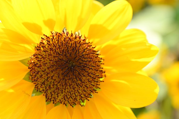 花园里美丽的向日葵，特写花图片下载