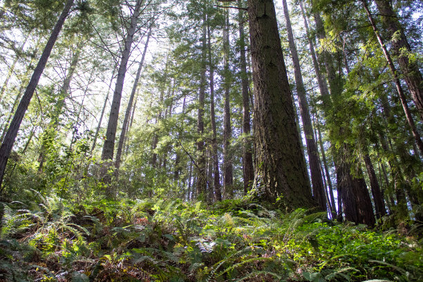 加州徒步旅行路线图片下载