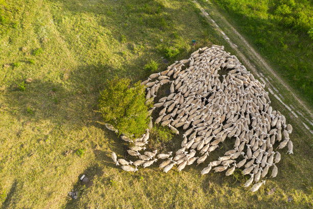 农田上羊群的鸟瞰图图片下载