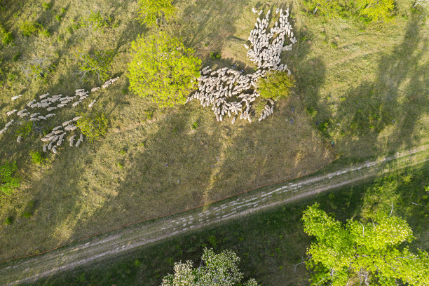 农田上羊群的鸟瞰图图片下载