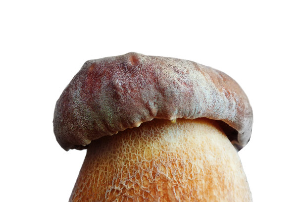 黑白色背景上的大肠杆菌，白色背景上的孤立菌。独自一人在树林里，被孤立在白色的背景上。是时候收获蘑菇了。图片下载