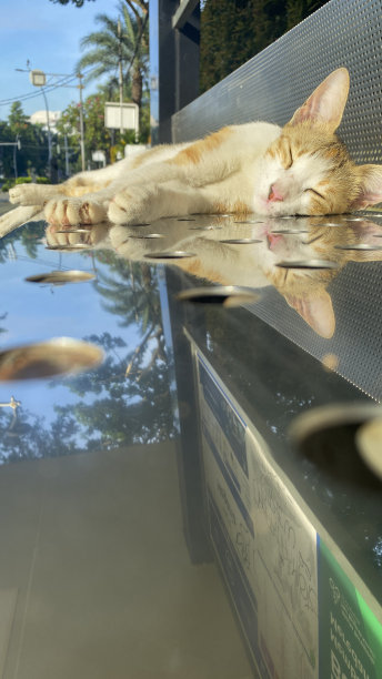 熟睡的姜猫图片下载