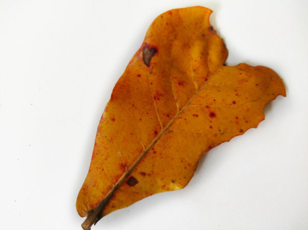干燥的秋叶孤立在白色的背景上图片下载