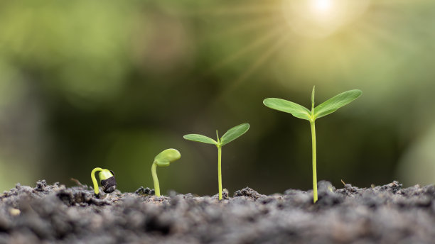 植物发育、生长或发芽的顺序植物在合适的室外环境中生长的概念。图片下载