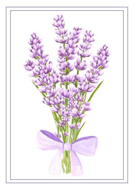 手绘水彩薰衣草花与弓。孤立在白色背景上。剪贴簿，明信片，横幅，标签，海报。图片下载