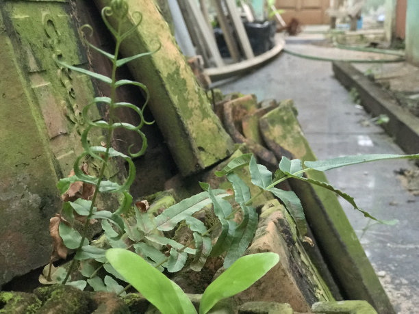 房子的瓦片图片下载