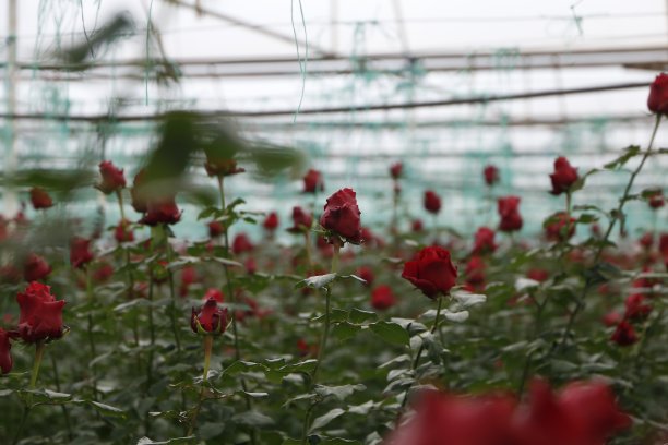 红玫瑰盛开在田野里图片下载