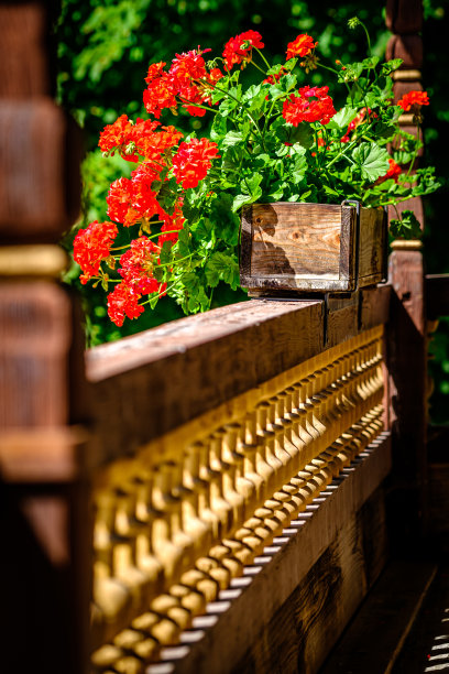 美丽的花朵-特写-照片图片下载