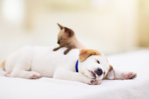 猫和狗在睡觉。小狗和小猫在睡觉。图片下载